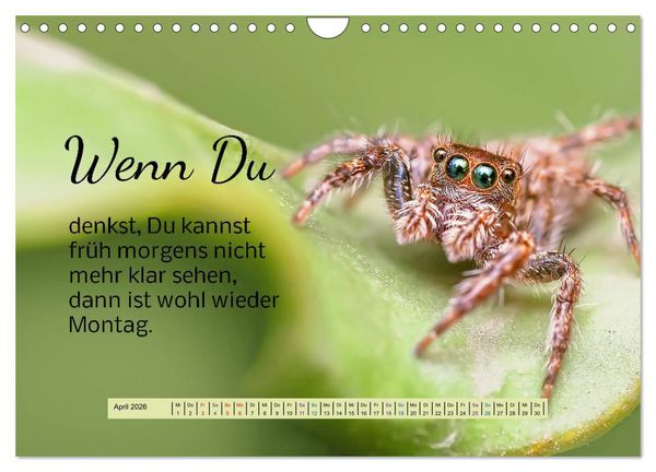 Produktbild: Der Spruchkalender - freiheraus und witzig (Wandkalender 2026 DIN A4 quer), CALVENDO Monatskalender