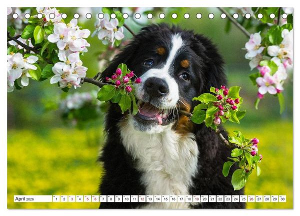 Produktbild: Faszinierende Sch&ouml;nheit Berner Sennenhund (Tischkalender 2026 DIN A5 quer), CALVENDO Monatskalender