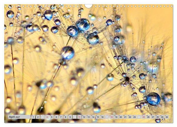 Produktbild: PusteblumenZauber (Wandkalender 2027 DIN A3 quer), CALVENDO Monatskalender