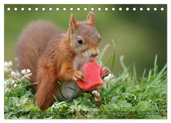 Produktbild: Eichh&ouml;rnchen Luna und ihre Kinder (Tischkalender 2027 DIN A5 quer), CALVENDO Monatskalender