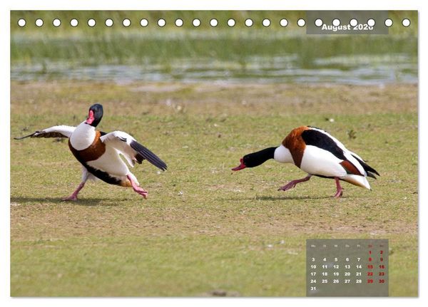 Produktbild: Naturparadies Nordstrand und Beltringharder Koog (Tischkalender 2026 DIN A5 quer), CALVENDO Monatskalender