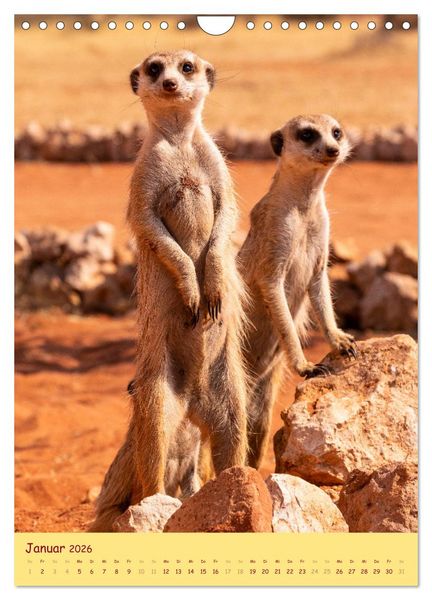 Produktbild: Erdm&auml;nnchen - Eine Kolonie in der Kalahari (Wandkalender 2026 DIN A4 hoch), CALVENDO Monatskalender