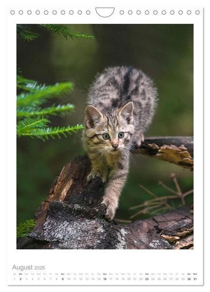 Produktbild: European Wildcats (Wall Calendar 2026 DIN A4 portrait), CALVENDO 12 Month Wall Calendar