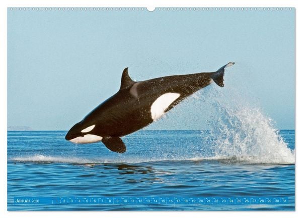 Produktbild: Wale: Giganten der Meere (Wandkalender 2026 DIN A2 quer), CALVENDO Monatskalender