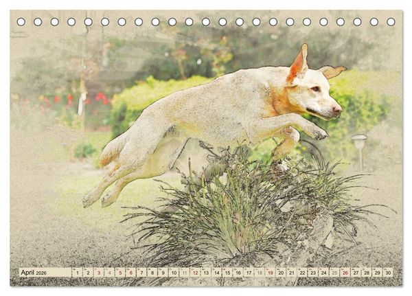 Produktbild: Labrador Retriever 2026 (Tischkalender 2026 DIN A5 quer), CALVENDO Monatskalender