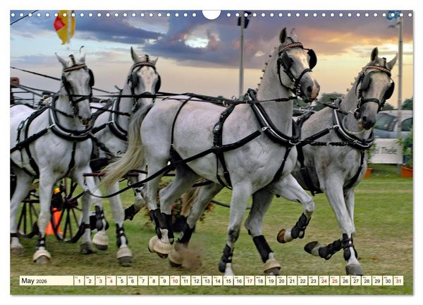 Produktbild: Four-in-hand Driving Challenge (Wall Calendar 2026 DIN A3 landscape), CALVENDO 12 Month Wall Calendar