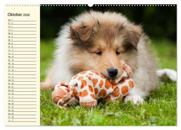 Produktbild: Collie - Mein bester Freund (Wandkalender 2026 DIN A2 quer), CALVENDO Monatskalender