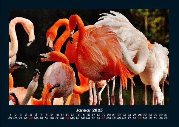 Produktbild: Welt der Tiere 2025 Fotokalender DIN A4