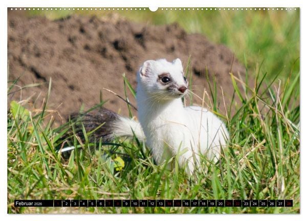 Produktbild: Wildtiere des Paderborner Landes (hochwertiger Premium Wandkalender 2026 DIN A2 quer), Kunstdruck in Hochglanz