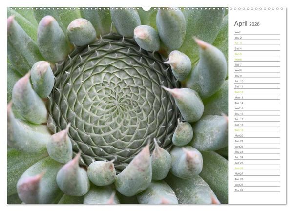 Produktbild: Sempervivum Fascinating Succulents (High Quality Premium Wall Calendar 2026 DIN A2 landscape),CALVENDO 12 Month Wall Calendar