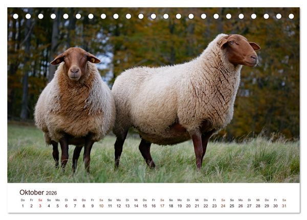 Produktbild: Sch&ouml;ne Schafe (Tischkalender 2026 DIN A5 quer), CALVENDO Monatskalender