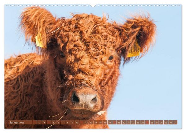 Produktbild: Sch&ouml;ne Schotten - Galloway im Portr&auml;t (Wandkalender 2026 DIN A2 quer), CALVENDO Monatskalender