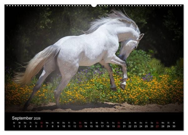 Produktbild: Spaniens stolze Pferde (hochwertiger Premium Wandkalender 2026 DIN A2 quer), Kunstdruck in Hochglanz
