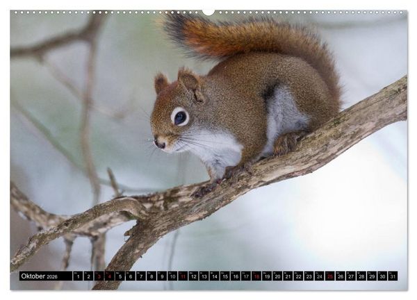 Produktbild: EICHH&Ouml;RNCHEN (hochwertiger Premium Wandkalender 2026 DIN A2 quer), Kunstdruck in Hochglanz