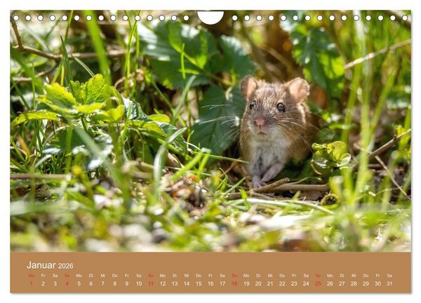 Produktbild: M&auml;usetanz (Wandkalender 2026 DIN A4 quer), CALVENDO Monatskalender