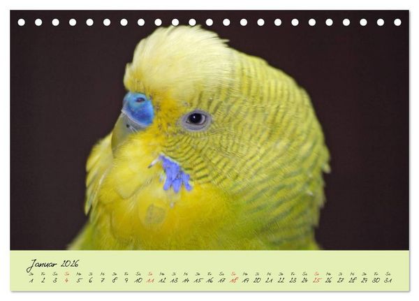 Produktbild: Wellensittiche - Gefiederte Freunde (Tischkalender 2026 DIN A5 quer), CALVENDO Monatskalender