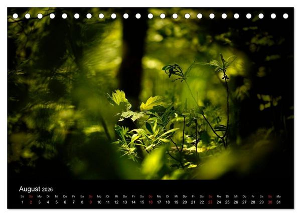 Produktbild: Mysterium Wald (Tischkalender 2026 DIN A5 quer), CALVENDO Monatskalender
