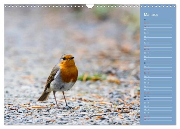 Produktbild: Gefiederte Gartenfreunde (Wandkalender 2026 DIN A3 quer), CALVENDO Monatskalender