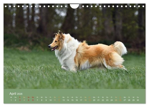 Produktbild: Fantastische Collies - Sieger der Herzen (Wandkalender 2026 DIN A4 quer), CALVENDO Monatskalender