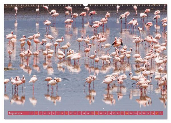 Produktbild: Flamingos am Lake Bogoria - Kenia (Wandkalender 2026 DIN A2 quer), CALVENDO Monatskalender