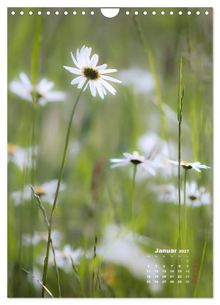 Produktbild: Ein Spaziergang &uuml;ber eine Sommerwiese (Wandkalender 2027 DIN A4 hoch), CALVENDO Monatskalender