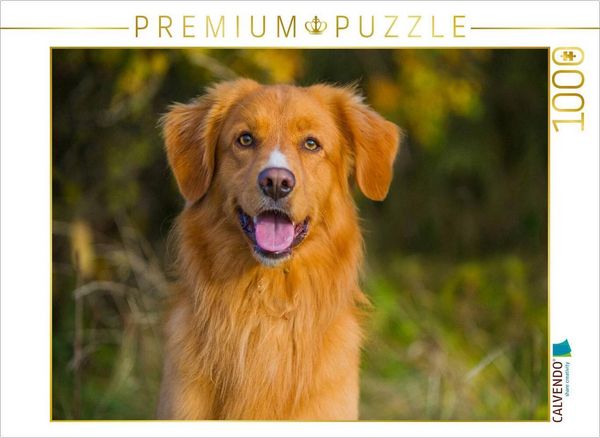 CALVENDO Puzzle Nova Scotia Duck Tolling Retriever Porträt eines Rüden | 1000 Teile Lege-Größe 64x48cm Foto-Puzzle für glückliche Stunden