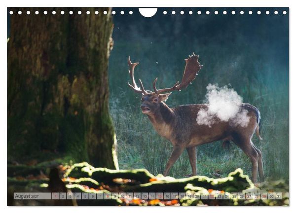 Produktbild: Emotionale Momente: Das Damwild. (Wandkalender 2027 DIN A4 quer), CALVENDO Monatskalender