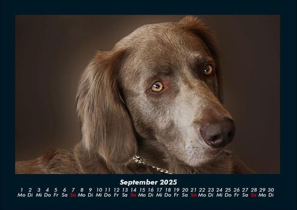 Produktbild: Hunde 2025 Fotokalender DIN A4