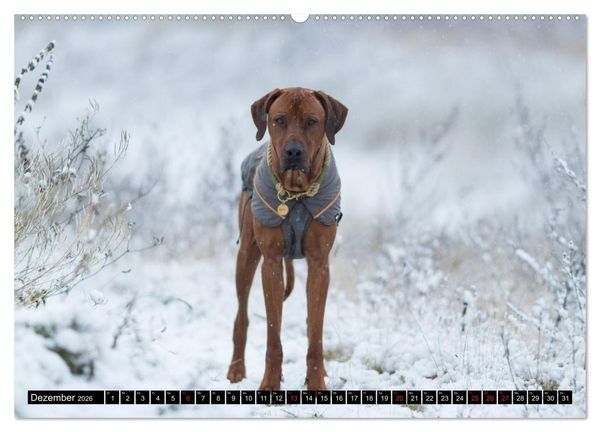 Produktbild: Ridgeback King (Wandkalender 2026 DIN A2 quer), CALVENDO Monatskalender