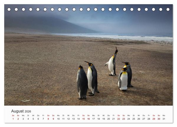 Produktbild: Pinguine - Die sympathischen Frack-Tr&auml;ger (Tischkalender 2026 DIN A5 quer), CALVENDO Monatskalender