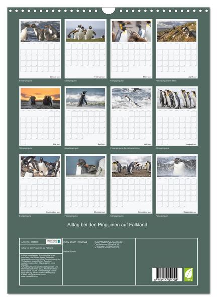 Produktbild: Alltag bei den Pinguinen auf Falkland (Wandkalender 2027 DIN A3 hoch), CALVENDO Monatskalender