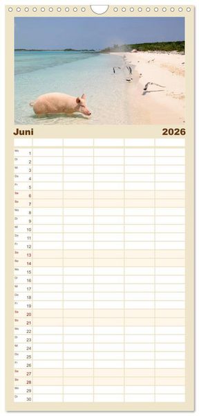 Produktbild: Familienplaner 2026 - Schwimmende Schweine auf den Bahamas! mit 5 Spalten (Wandkalender, 21 x 45 cm) CALVENDO