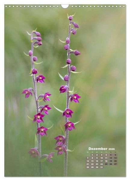 Produktbild: Orchideen in freier Wildbahn (Wandkalender 2026 DIN A3 hoch), CALVENDO Monatskalender