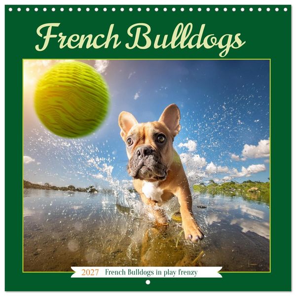 Produktbild: French Bulldogs in play frenzy (Wall Calendar 2027 12 &times; 12 Inch) CALVENDO 12 Month Wall Calendar