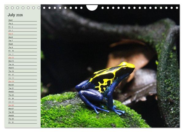 Produktbild: Poison dart frogs / UK-Version / Birthday Calendar (Wall Calendar 2026 DIN A4 landscape), CALVENDO 12 Month Wall Calendar
