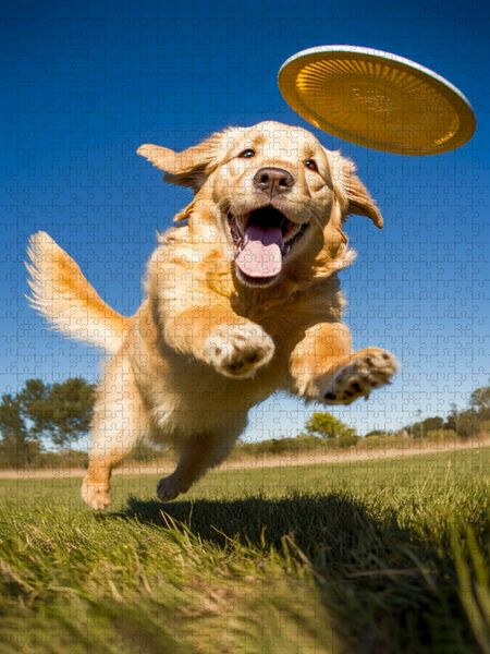 Produktbild: CALVENDO Puzzle Spielen ist toll | 1000 Teile Lege-Gr&ouml;&szlig;e 64x48cm Foto-Puzzle f&uuml;r gl&uuml;ckliche Stunden