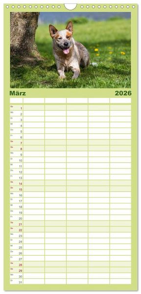 Produktbild: Familienplaner 2026 - Spaziergang am See Australian Cattle Dogs mit 5 Spalten (Wandkalender, 21 x 45 cm) CALVENDO
