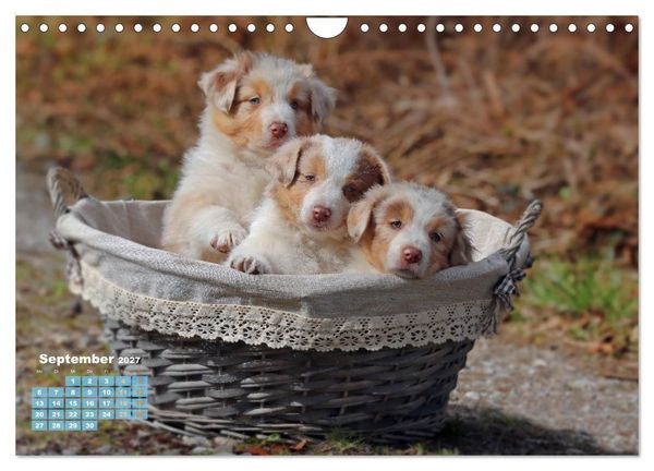 Produktbild: Lillyfee und ein K&ouml;rbchen voller Gl&uuml;ck (Wandkalender 2027 DIN A4 quer), CALVENDO Monatskalender