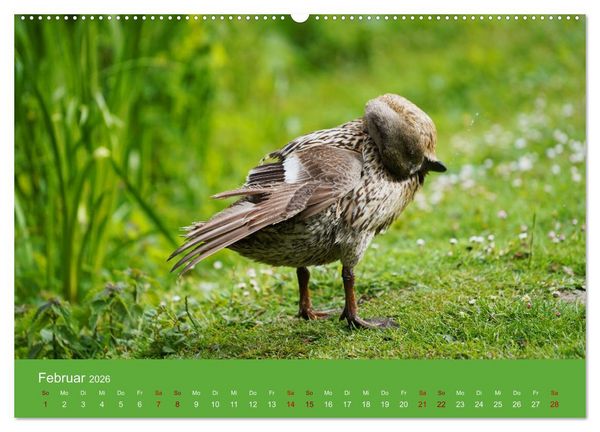 Produktbild: Faszination Enten (hochwertiger Premium Wandkalender 2026 DIN A2 quer), Kunstdruck in Hochglanz
