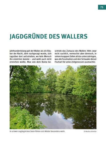 Produktbild: Welse - Giganten unserer Gew&auml;sser