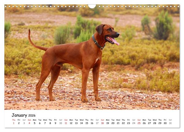 Produktbild: Rhodesian Ridgebacks (Wall Calendar 2026 DIN A3 landscape), CALVENDO 12 Month Wall Calendar