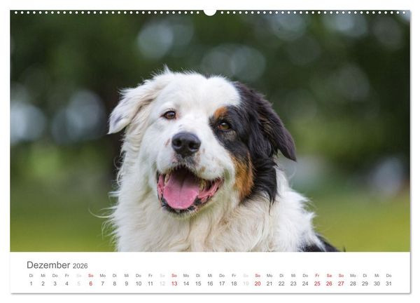 Produktbild: Australian Shepherd 2026 (hochwertiger Premium Wandkalender 2026 DIN A2 quer), Kunstdruck in Hochglanz