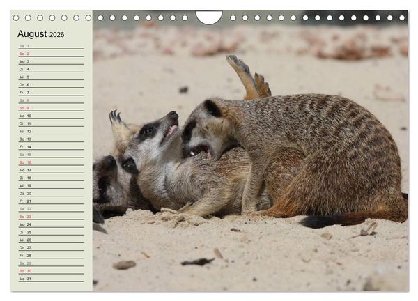 Produktbild: Erdm&auml;nnchen (Wandkalender 2026 DIN A4 quer), CALVENDO Monatskalender
