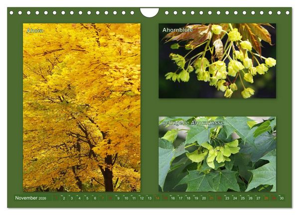 Produktbild: Faszinierende B&auml;ume (Wandkalender 2026 DIN A4 quer), CALVENDO Monatskalender