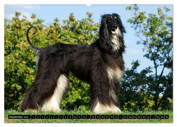Produktbild: Kinder des Windes - Afghanischer Windhund (hochwertiger Premium Wandkalender 2026 DIN A2 quer), Kunstdruck in Hochglanz
