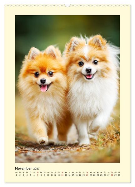 Produktbild: Der Pomeranian. Putziger Zwergspitz zum Verlieben (Wandkalender 2027 DIN A2 hoch), CALVENDO Monatskalender
