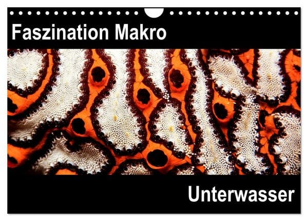 Produktbild: Faszination Makro Unterwasser (Wandkalender 2026 DIN A4 quer), CALVENDO Monatskalender