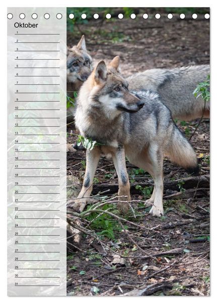 Produktbild: Der Wolf - Isegrim in den heimischen W&auml;ldern - Kalender 2026 (Tischkalender 2026 DIN A5 hoch), CALVENDO Monatskalender