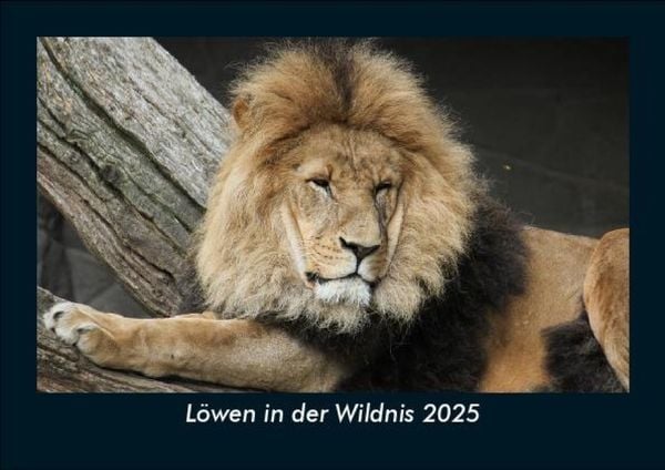 Produktbild: L&ouml;wen in der Wildnis 2025 Fotokalender DIN A5