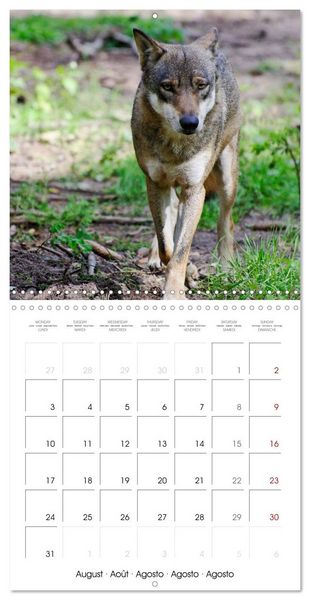 Produktbild: Wolves - fascinating wild animals (Wall Calendar 2026 12 &times; 12 Inch) CALVENDO 12 Month Wall Calendar